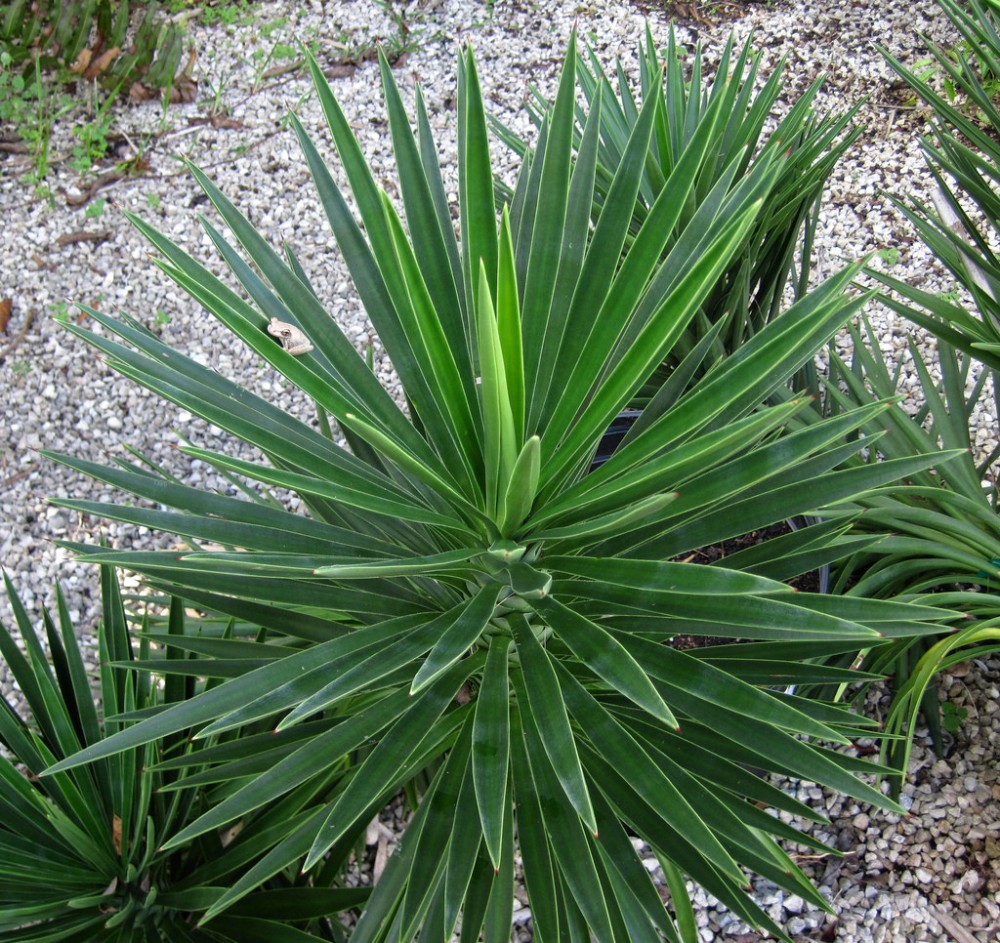 spanish_bayonet